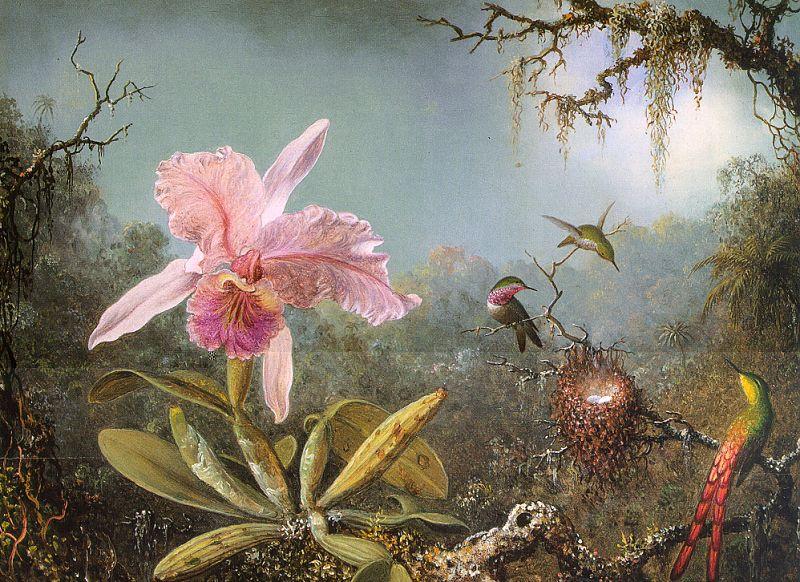 Martin Johnson Heade Cattleya Orchid Three Brazilian Hummingbirds France oil painting art